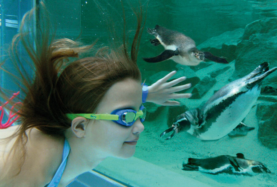 Schwimm Mit Pinguinen