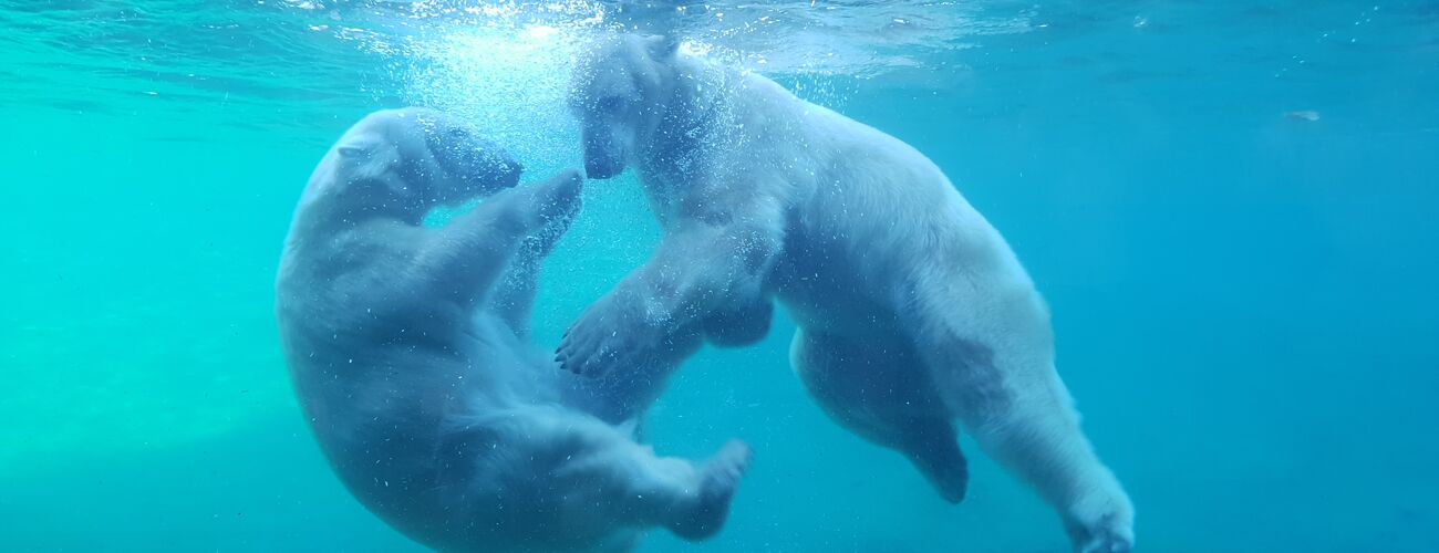 Eisbären_Foto_Zoo Rostock_Franziska Bruhn