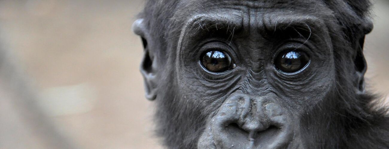 Gorilla_Zoo Rostock_Seemann