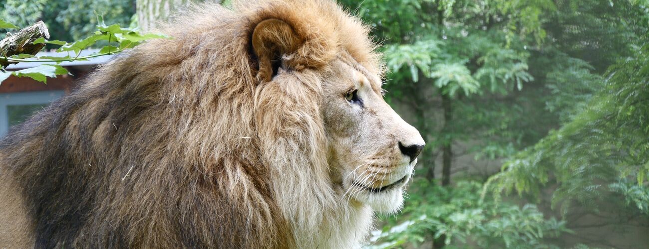 2016-07-01_Löwen_Zoo Rostock_Edutainment_03