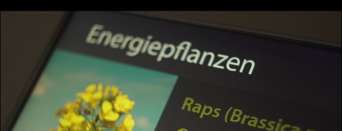 Energiepflanzen