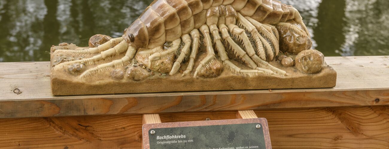 Eintauchen in die Welt der Wasserläufer | © BUND-Besucherzentrum Burg Lenzen