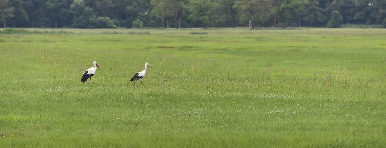 201407_Dieter_Damschen_Wiesen_Aland-Garbe-Polder (25)