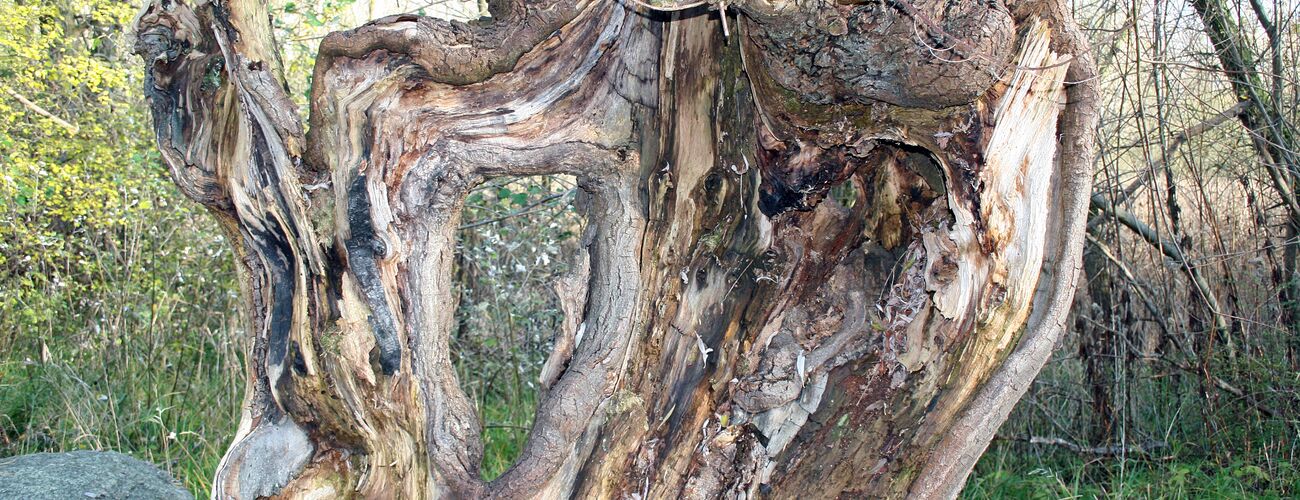 Mein Freund der Baum, Kopfweide