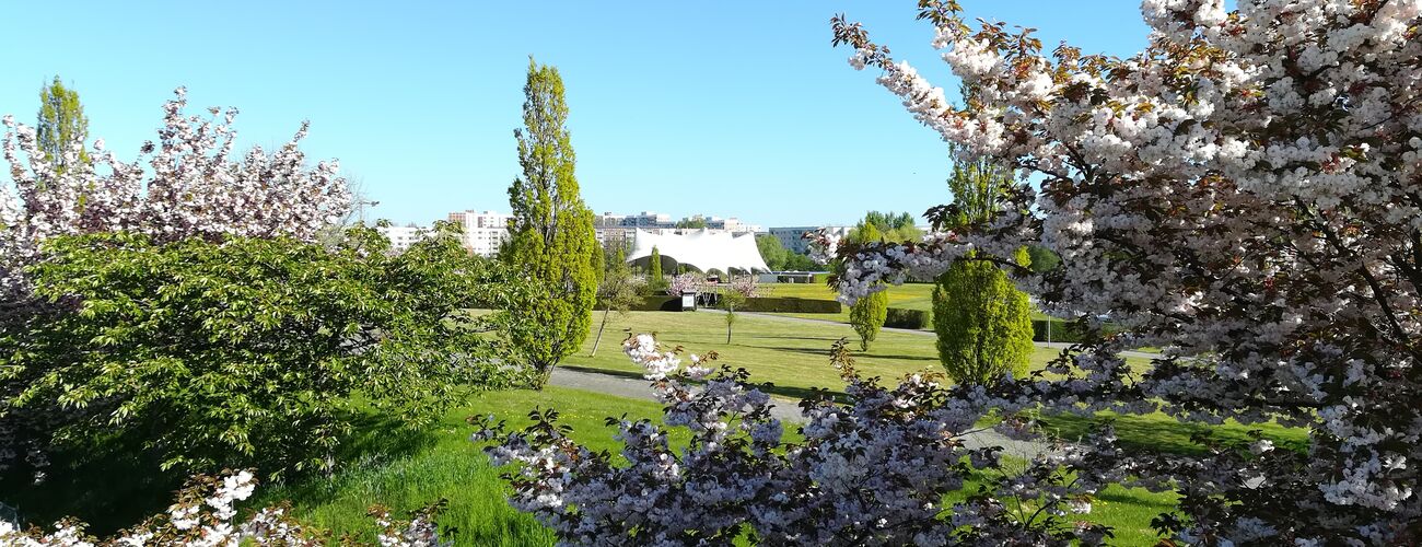 GPS-Schnitzeljagd, Blick auf die Bühne mit Kirschblüte