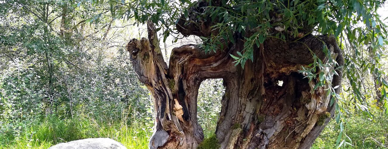 Mein Freund der Baum, Kopfweide