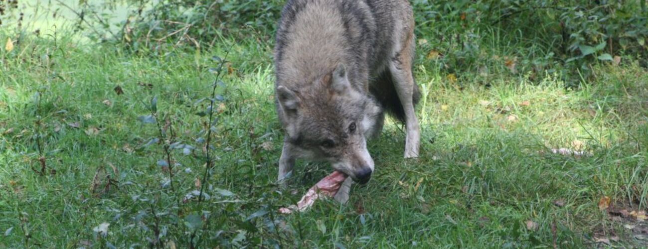 Wolf im Wildpark Schorfheide