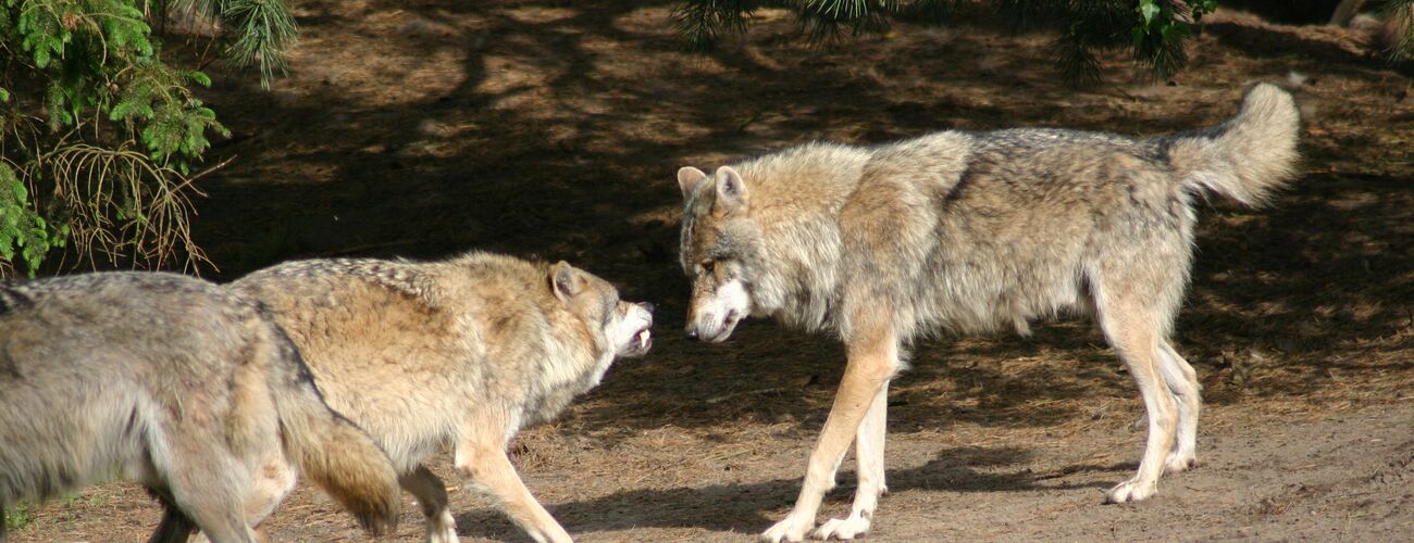 Wölfe im Wolf im Wildpark Schorfheide