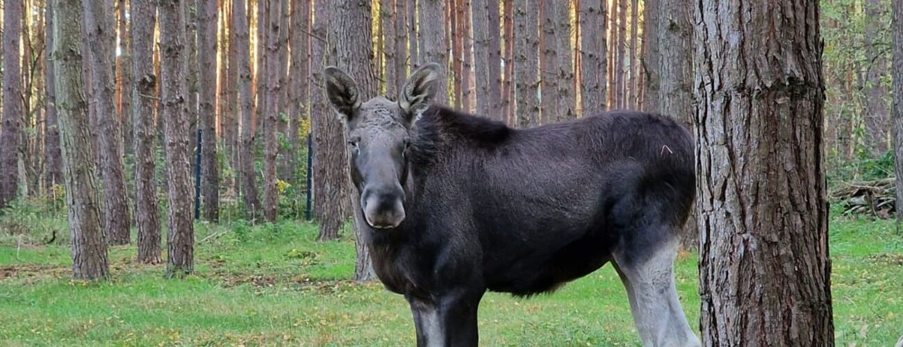 Elch im Wildpark Schorfheide