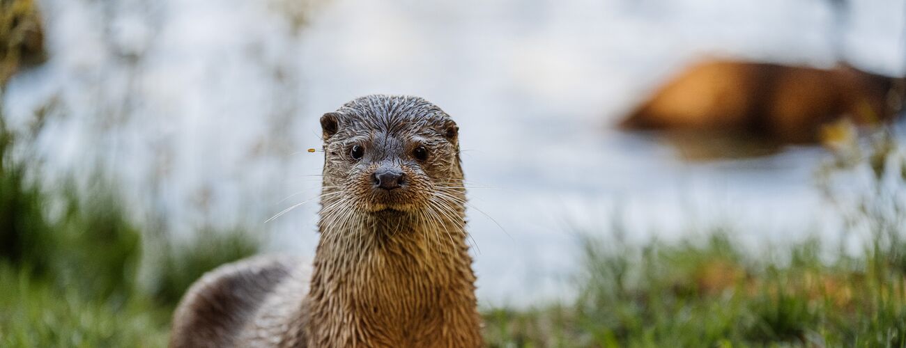 Otter im Wildpark Schorfheide