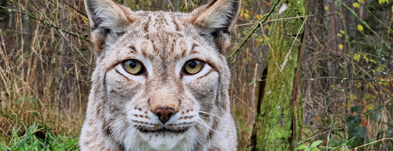 Luchs im Wildpark Schorfheide