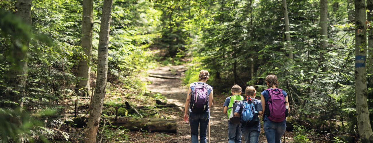 Lehrerin mit drei Kindern wandern im Wald.