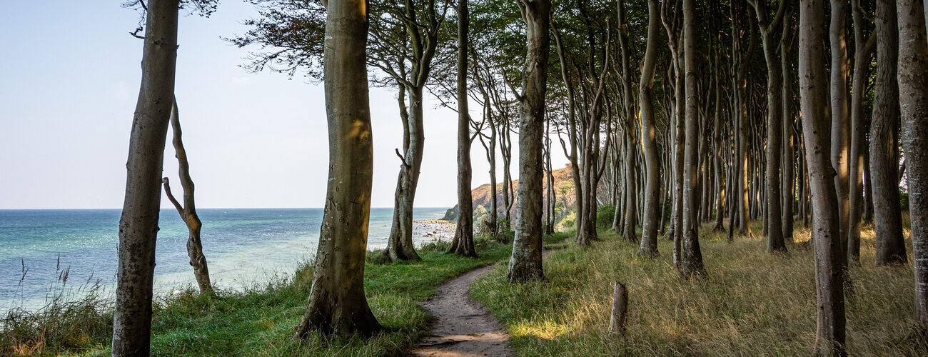 Meer, Strand, Bäume.