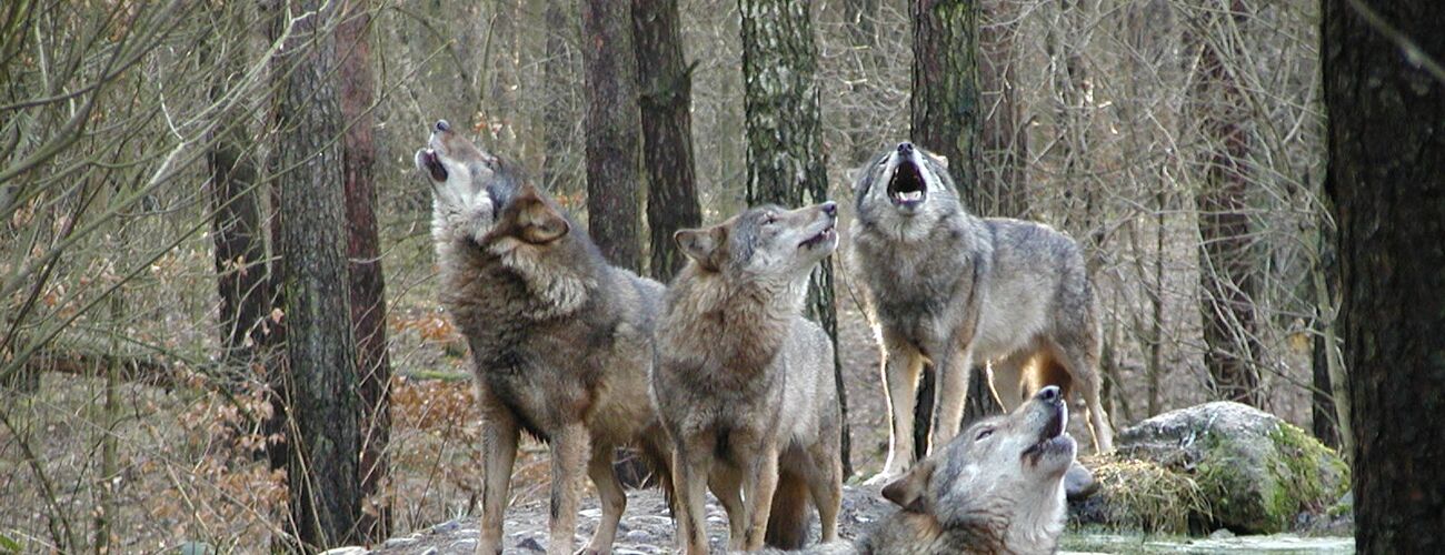 Wildpark-MV_Heulende Wölfe
